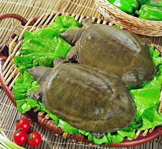 甲魚(yú)如何選購(gòu)與食用