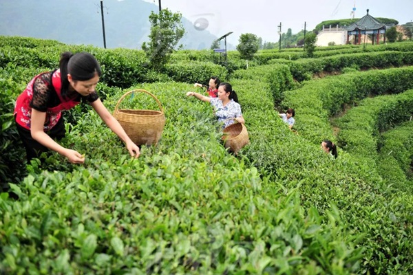 比肩星巴克？新中式茶飲的下半場(chǎng)得好好抓抓供應(yīng)鏈管理這門(mén)課了