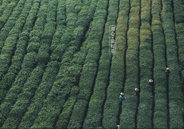 如何掘金500億新茶飲市場，打造一杯有故事的黑龍茶？