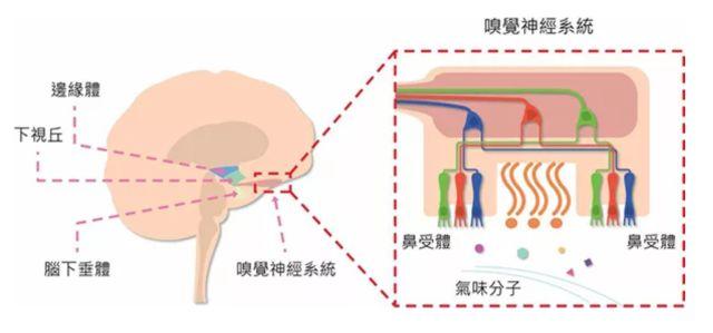 讓消費者欲罷不能的氣味營銷，餐飲人該如何實現(xiàn)？ | 餐見