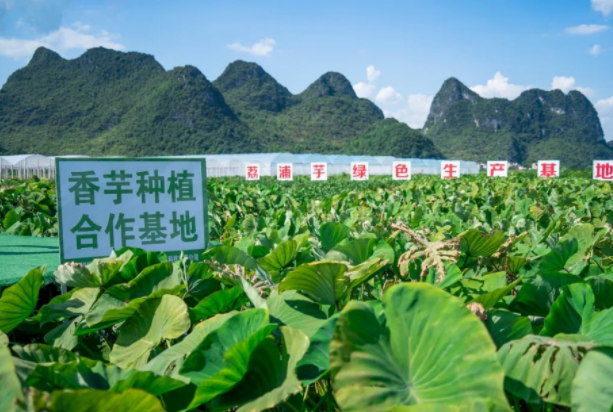 在檳榔芋優(yōu)質(zhì)產(chǎn)區(qū)共建種植基地，喜茶持續(xù)推動(dòng)新茶飲供應(yīng)鏈專業(yè)化發(fā)展|餐飲界